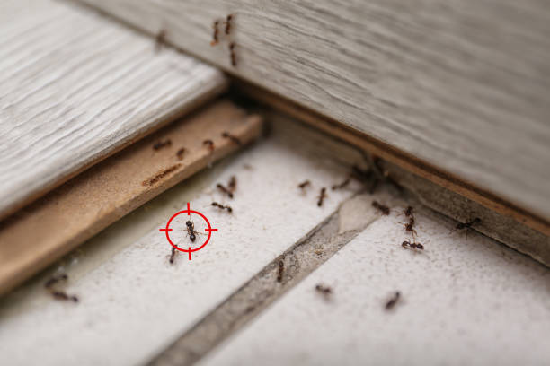 Best Cockroach Control Services  in Tomahawk, WI