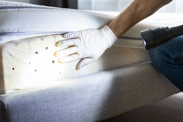Best Pest Control Near Me  in Tomahawk, WI
