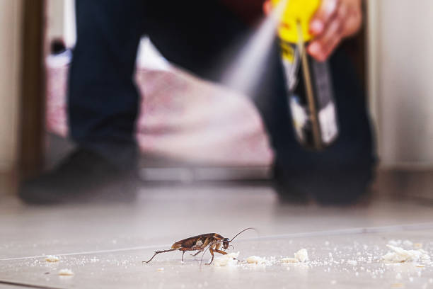 Best Wasp Removal Services  in Tomahawk, WI